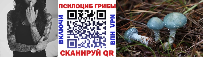 Галлюциногенные грибы Psilocybe  нарко площадка официальный сайт  Кириши  закладки 